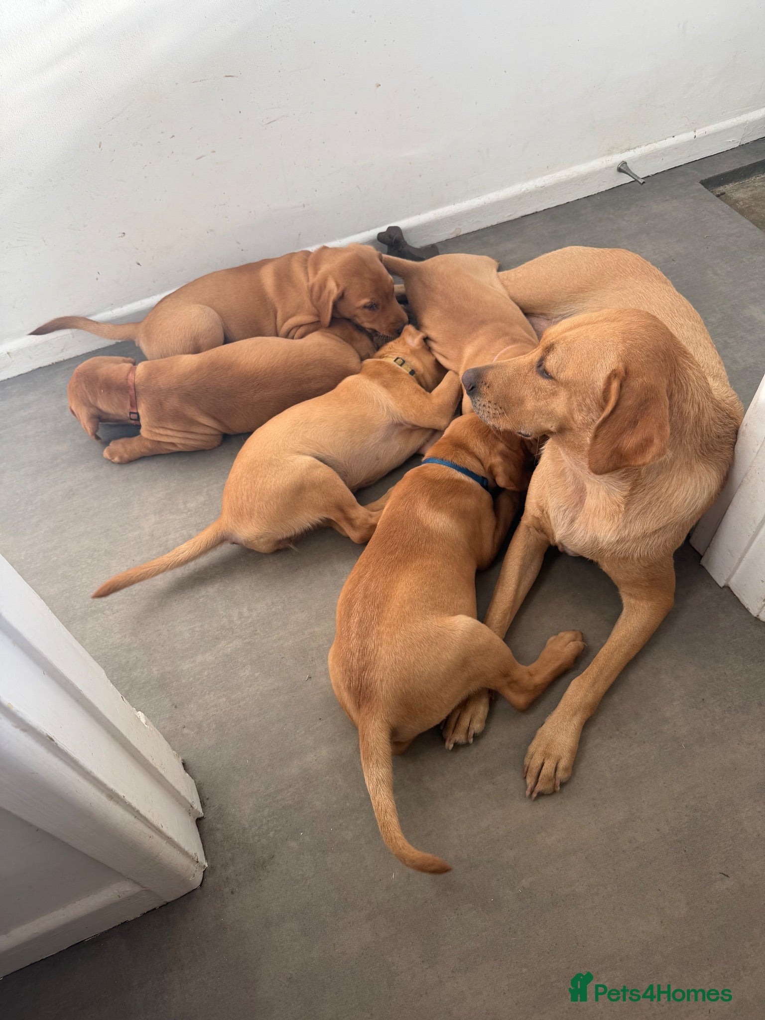 Labrador Retriever dogs 🐾Outstanding KC Fox Red Lab Puppies🐾 - Advert 10