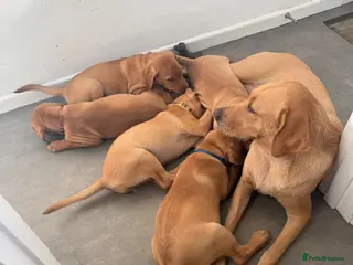 Labrador Retriever dogs 🐾Outstanding KC Fox Red Lab Puppies🐾 - Advert 3