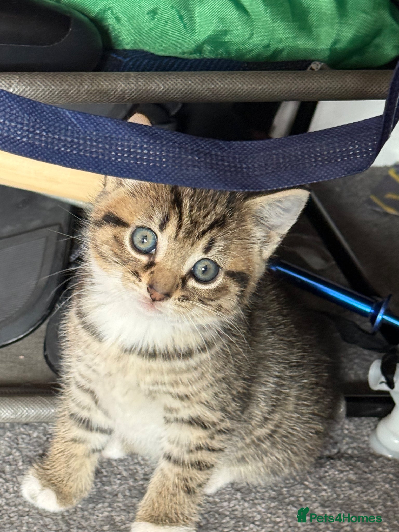 Mixed Breed cats for sale: Two beautiful female tabby kitten  - Advert 8