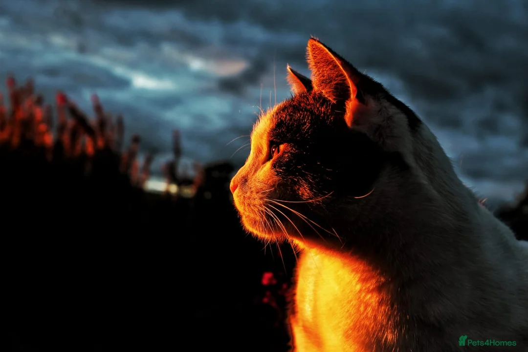 Domestic Shorthair cats for sale: Male semi feral cat in Kilmarnock - Advert 2