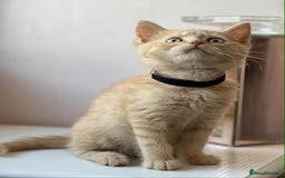 British Shorthair cats for sale: British Shorthair kittens - Image 12