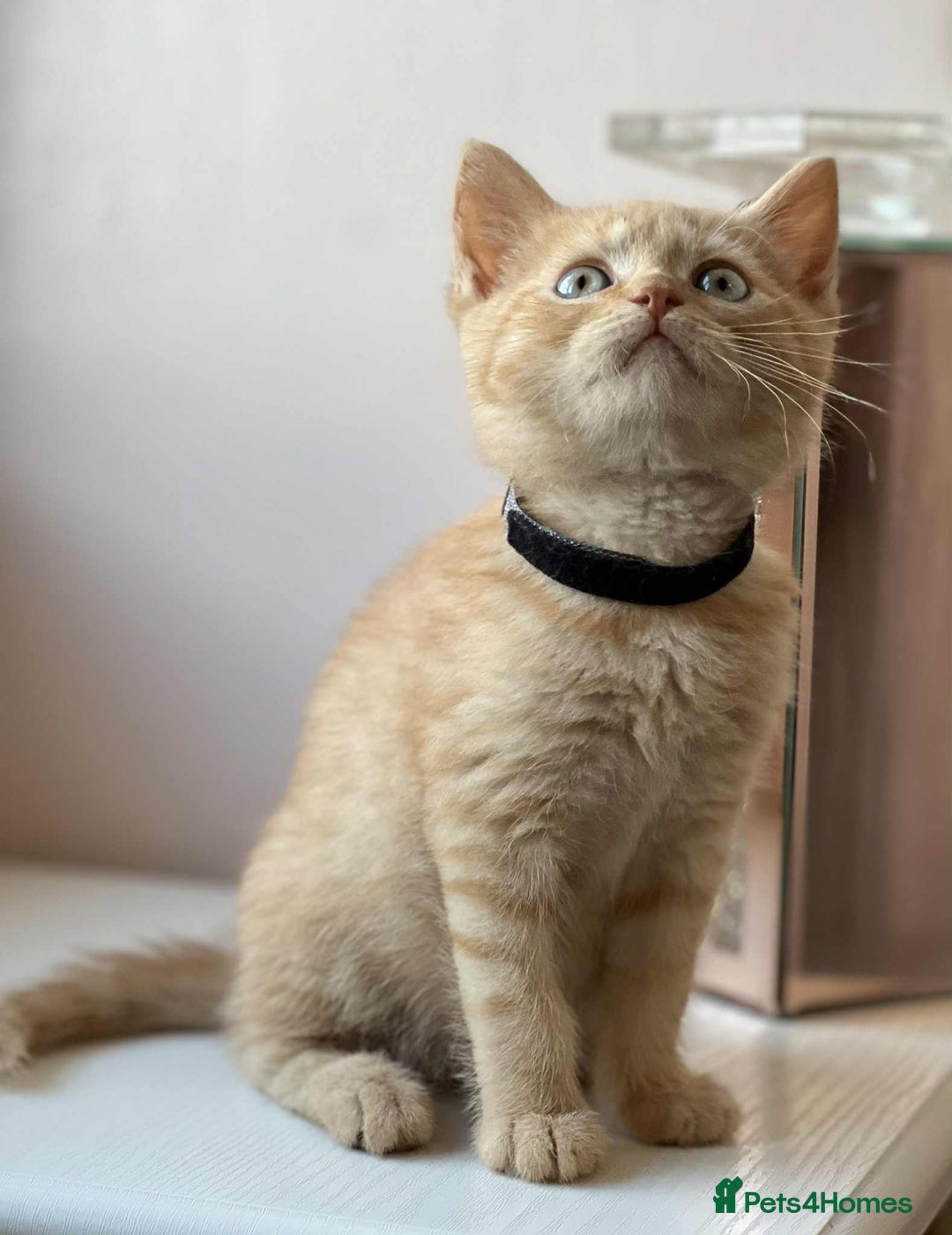 British Shorthair cats for sale: British Shorthair kittens - Image 12