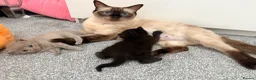 Ragdoll cats for sale: Ragdoll x British Shorthair blue kittens  - Advert 13