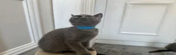 Russian Blue cats for sale: Russian Blue Kittens - Advert 11