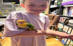 Parrots birds for sale: Yellow thighed caiques - hand reared - Image 7