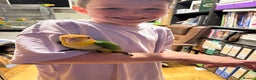 Parrots birds for sale: Yellow thighed caiques - hand reared - Advert 7