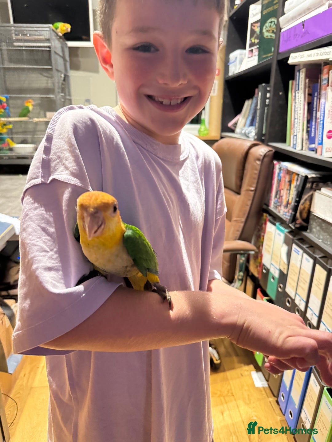 Parrots birds for sale: Yellow thighed caiques - hand reared - Image 7