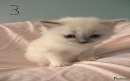 Ragdoll cats for sale: Ragdoll Kittens - Image 6