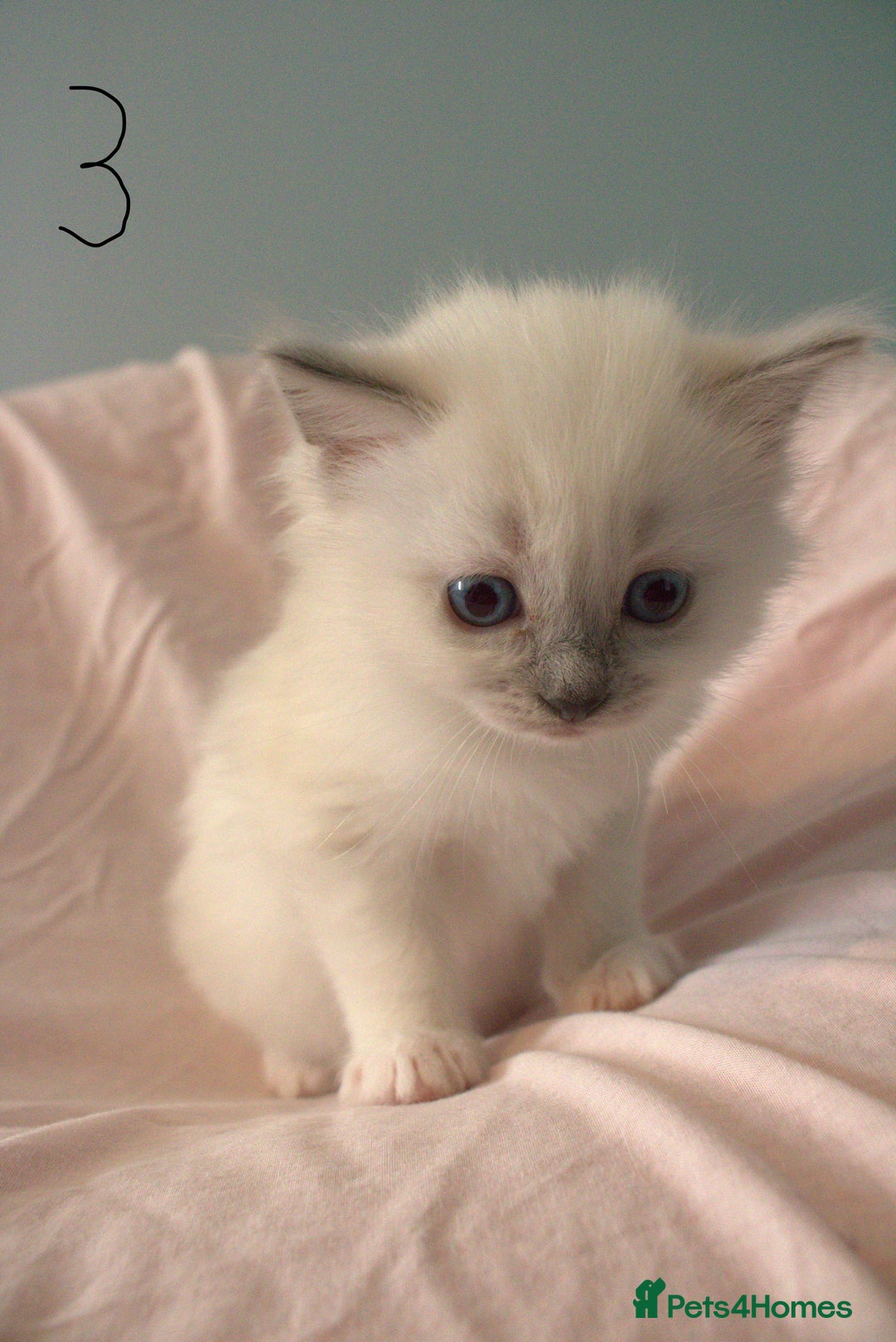 Ragdoll cats for sale: Ragdoll Kittens - Image 6
