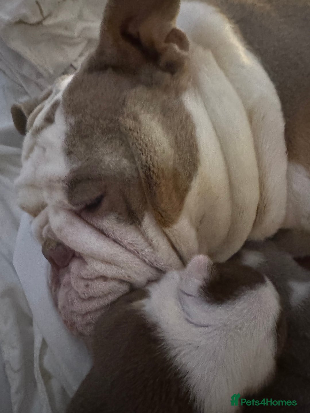 English Bulldog dogs for sale: English bulldogs  - Advert 13