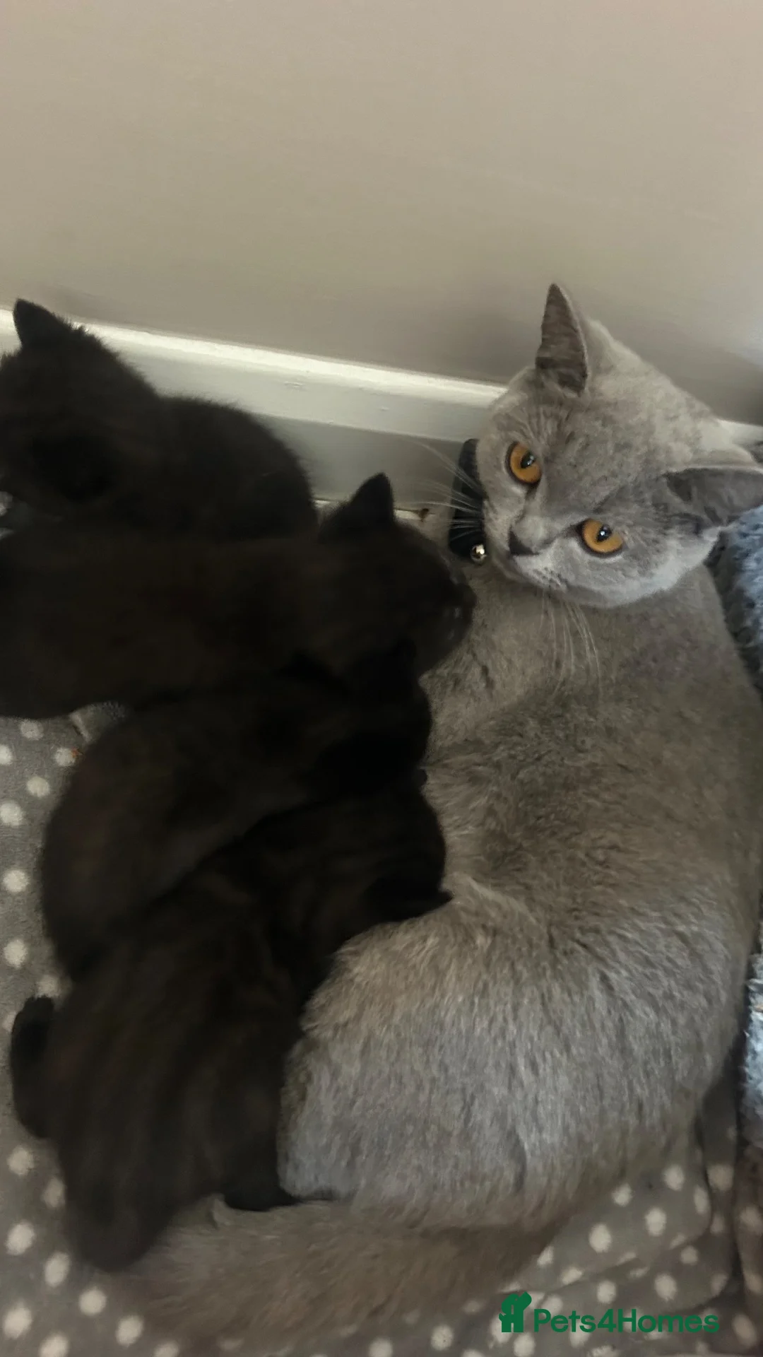 British Shorthair cats for sale: Stunning BSH X KITTENS  - Advert 17