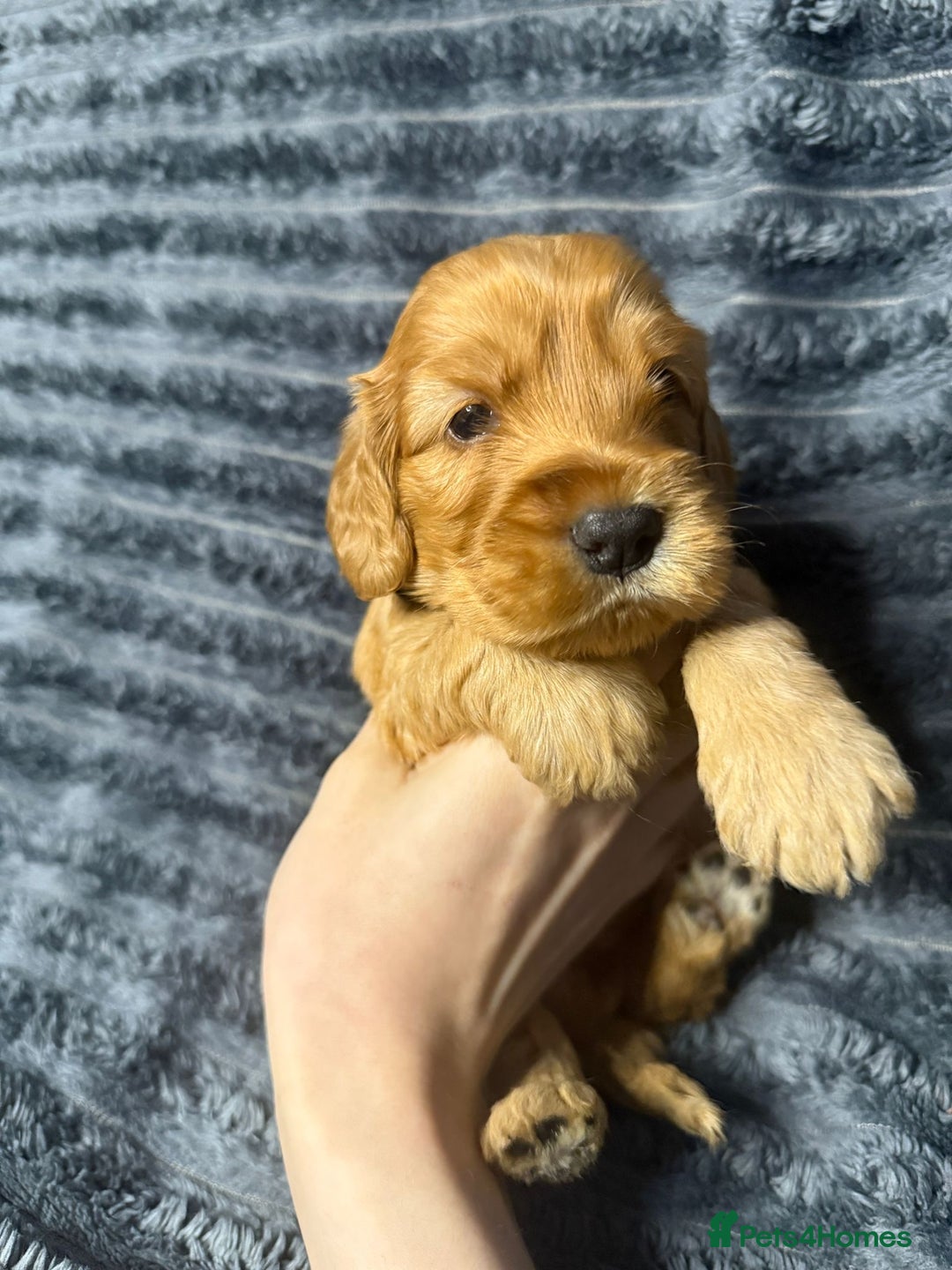 Cockapoo dogs for sale: F1 RARE VILLASPANIOL CHAMPION LINE  COCKAPOOS  - Advert 16