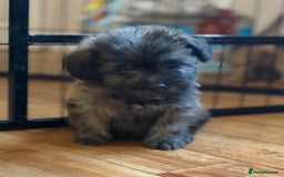 Mixed Breed dogs for sale: Fluffy Frenchie x Jackapoo  - Image 15
