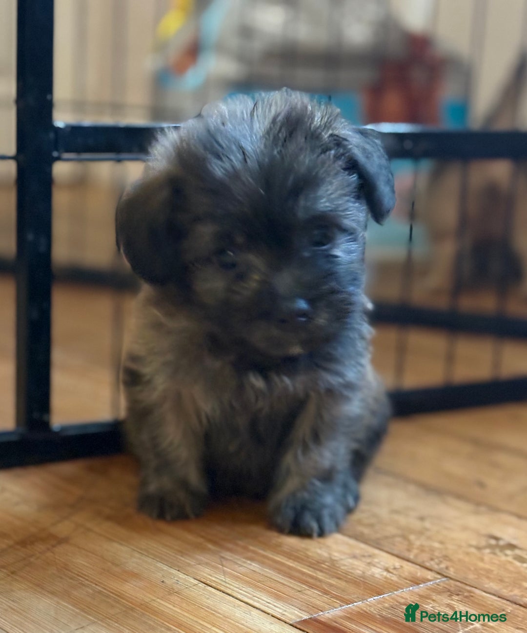 Mixed Breed dogs for sale: Fluffy Frenchie x Jackapoo  - Image 15