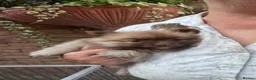 German Spitz dogs for sale: Beautiful Litter of German Spitz Mittel'serman in Bury Saint Edmunds - Advert 6
