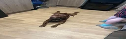 Staffordshire Bull Terrier dogs for sale: 2 1/2 year old male Staff in Witney - Advert 1