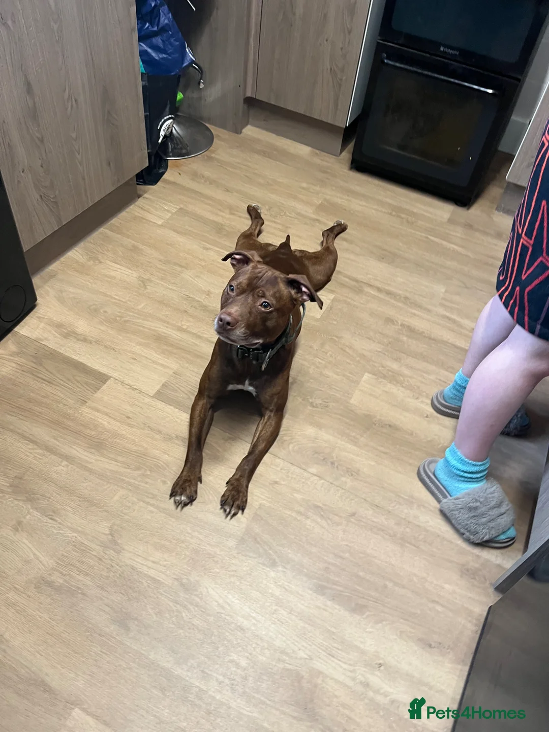 Staffordshire Bull Terrier dogs for sale: 2 1/2 year old male Staff in Witney - Advert 1