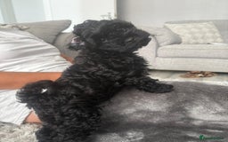 Toy Poodle dogs for sale: 🌟TOY POODLES READY FOR THERE FOREVER HOMES 🌟 - Image 4