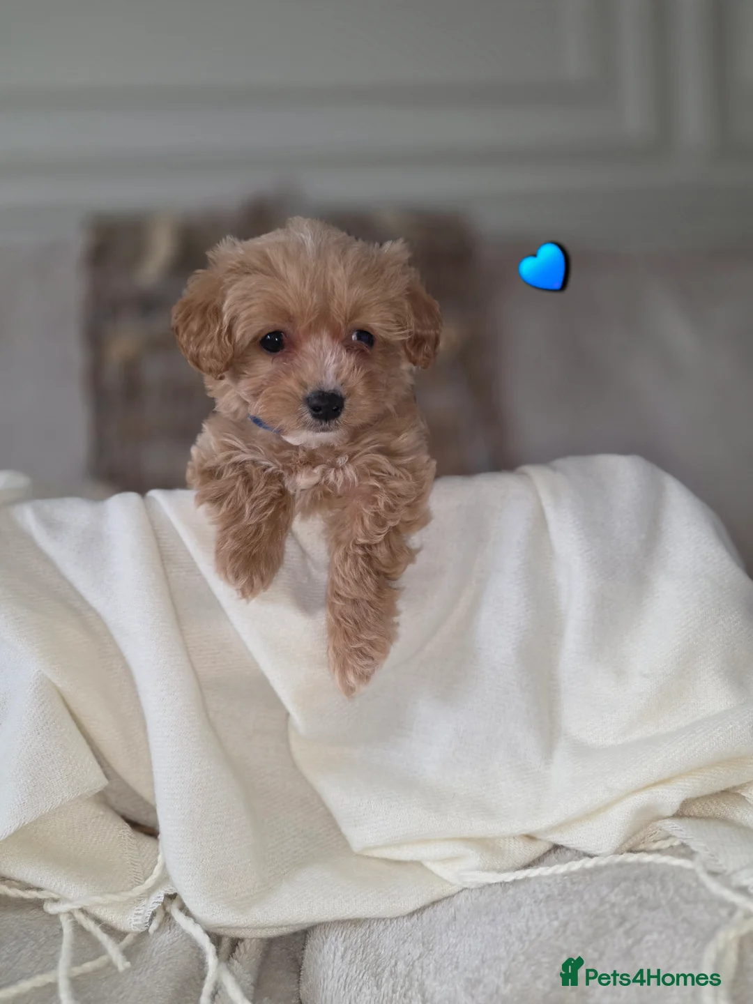 Maltipoo dogs for sale: Five gorgeous multi-poo puppies 3boys 2 girls - Advert 21