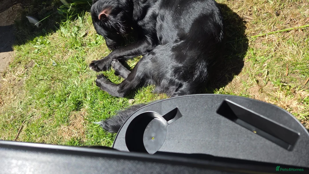 Mixed Breed dogs for sale: German shepherd / springer mix in Thornton-Cleveleys - Advert 2