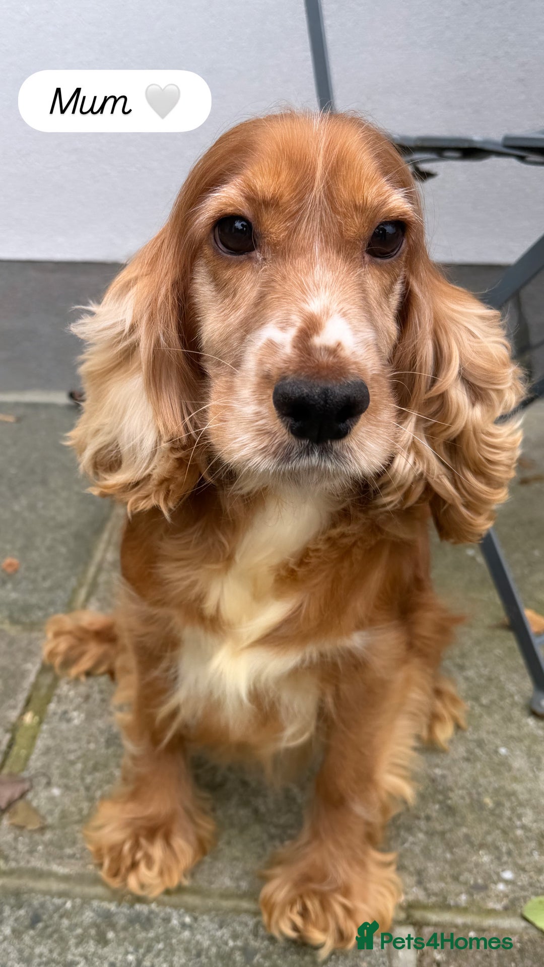 Cockapoo dogs for sale: Cockapoo puppies looking for homes 🏠  - Image 13