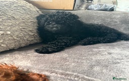 Miniature Poodle dogs for sale: Miniature poodle male - Image 3