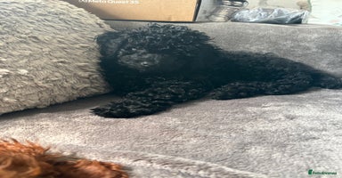Miniature Poodle dogs - Advert 3
