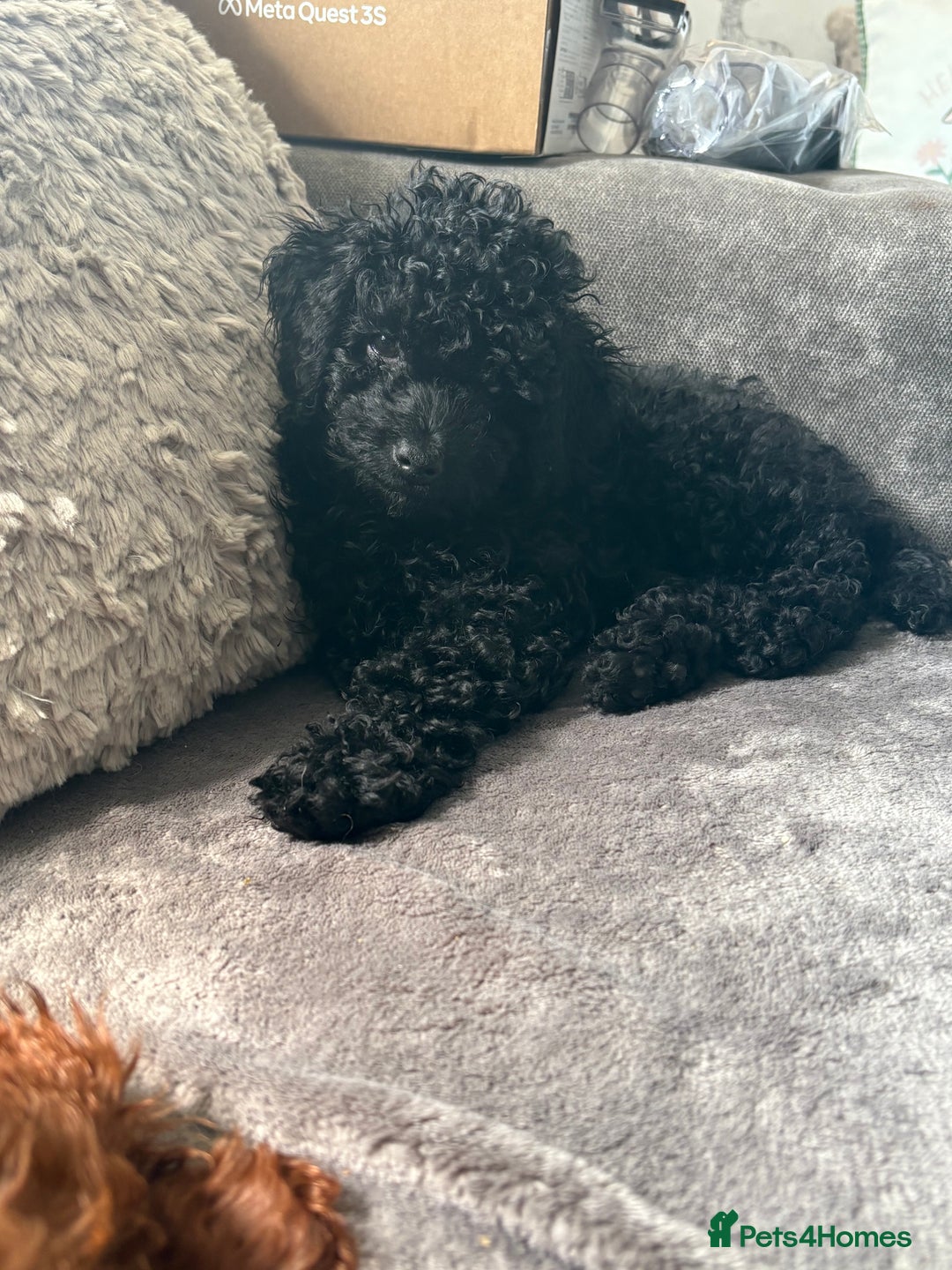 Miniature Poodle dogs for sale: Miniature poodle male - Image 3
