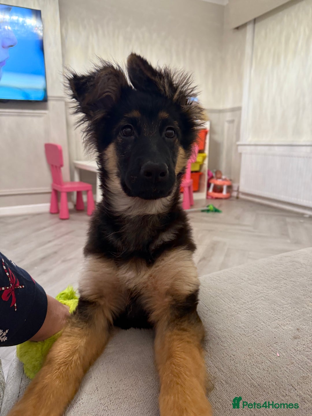 German Shepherd dogs for sale: 💔 Loving Home Wanted  – 4-Month-Old GS Puppy 💔 - Advert 10