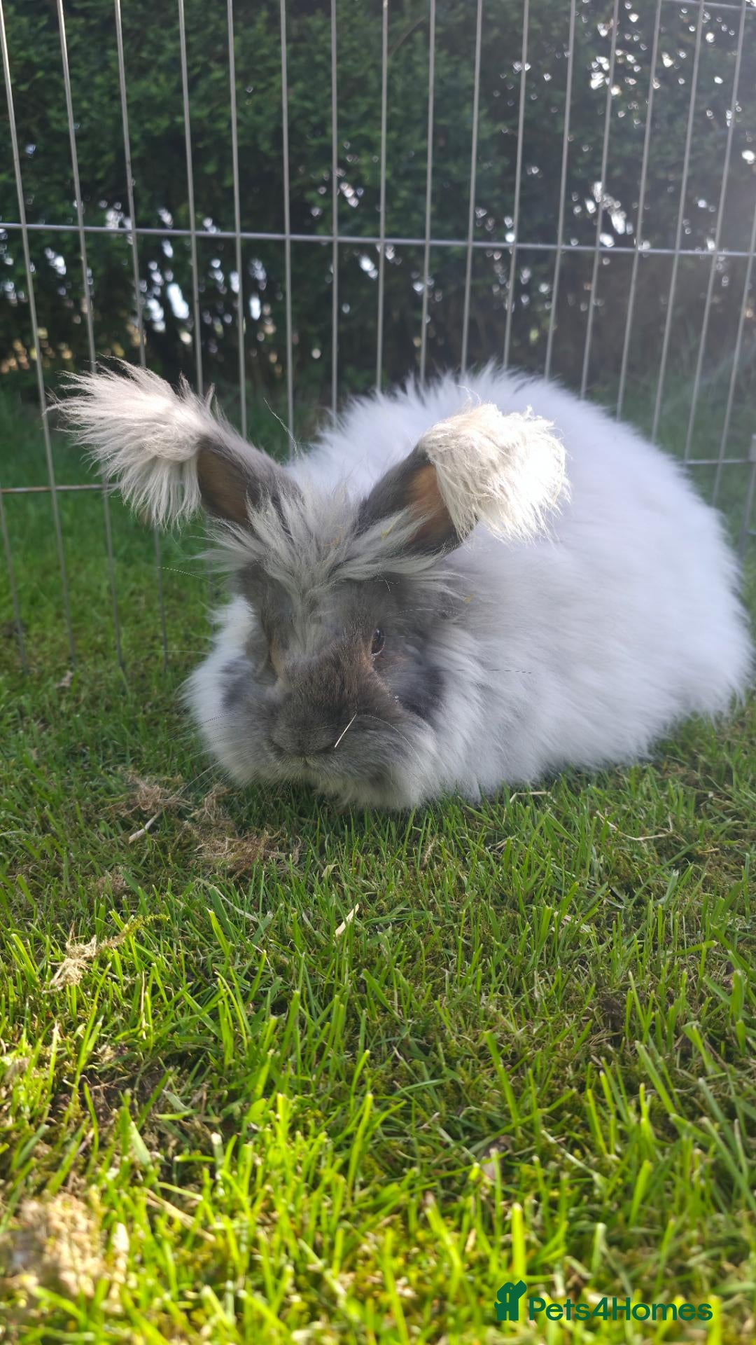 Angora rabbits Lovely male Angora  - Advert 3