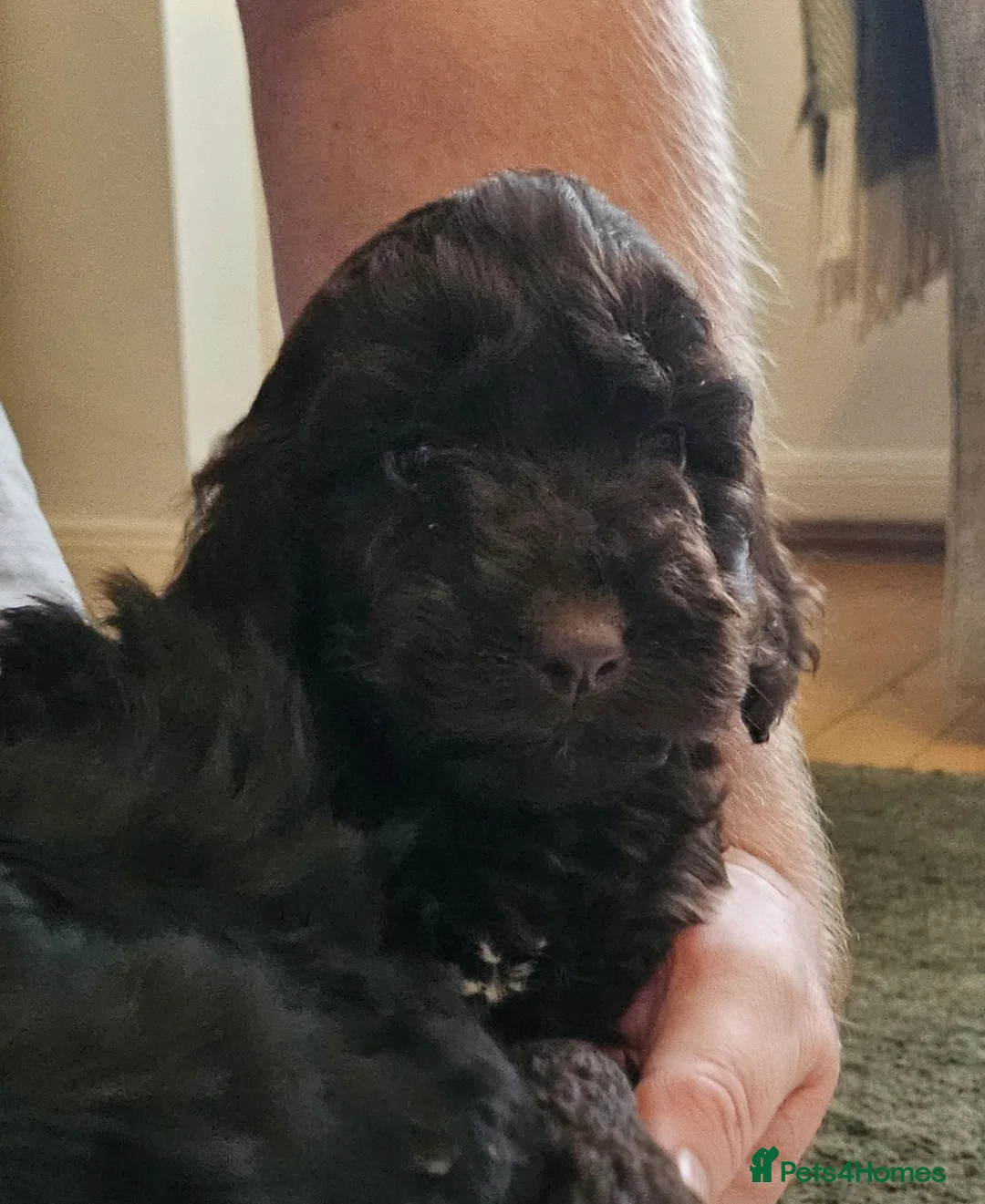 Sproodle dogs for sale: STUNNING SHOW SPRINGAPOO PUPPIES FOR SALE  - Advert 3