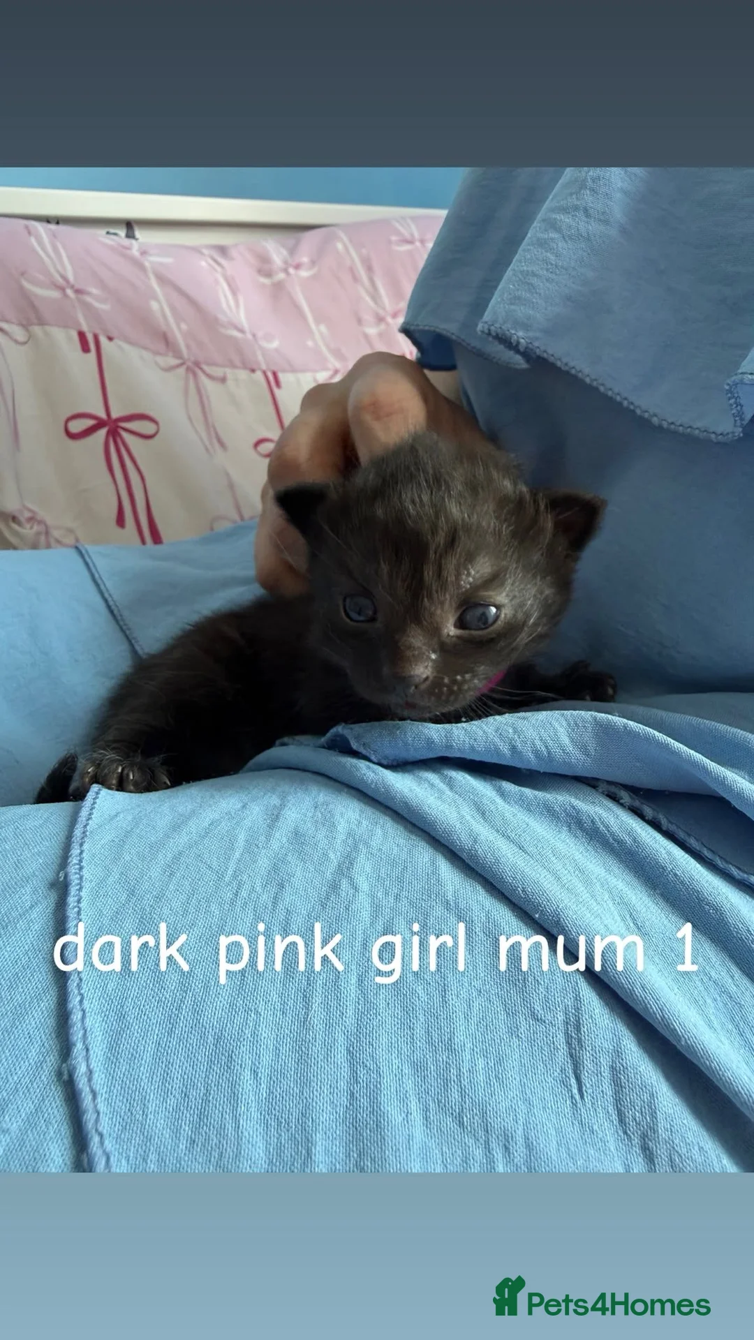 Mixed Breed cats for sale: Kittens for sale in Dunfermline - Advert 2