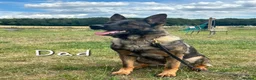 German Shepherd dogs for sale: Fully Health Tested KC Registered Working Line - Advert 16