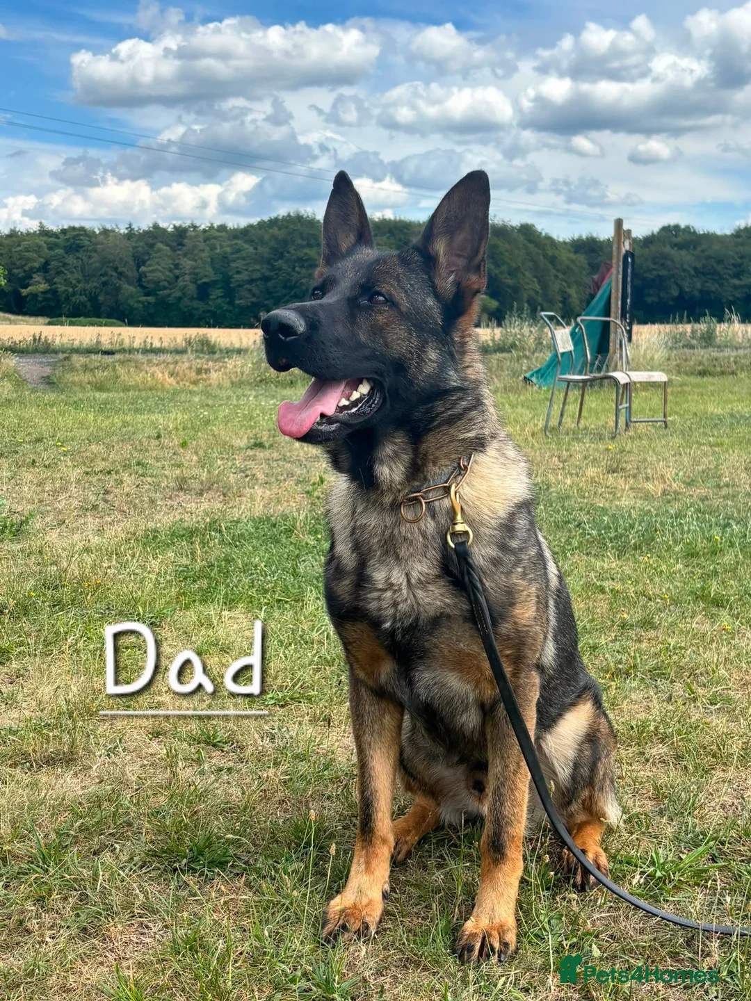 German Shepherd dogs for sale: Fully Health Tested KC Registered Working Line - Advert 16