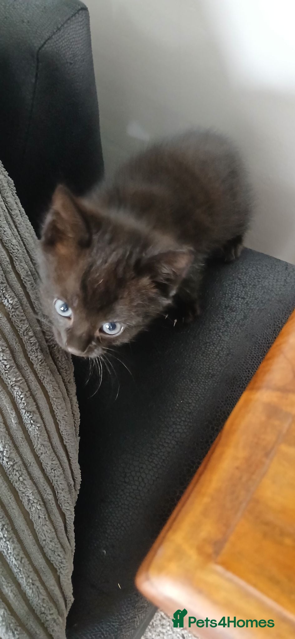 Mixed Breed cats 1 little boy left - Advert 2