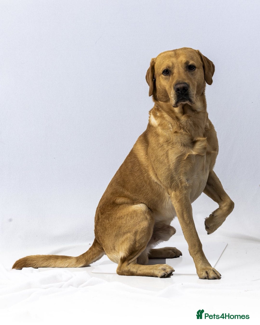 Labrador Retriever dogs for stud: Family Labrador to Stud - Advert 5