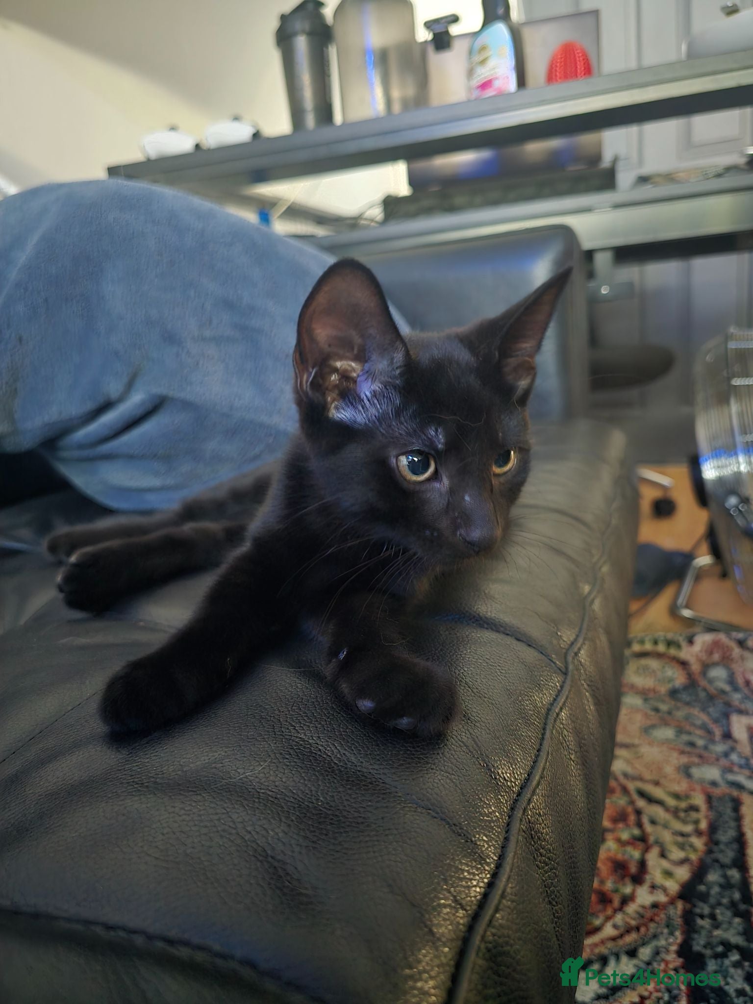 Mixed Breed cats 2 VACCINATIONS,MICROCHIPPED,BOY KITTEN🐾 - Advert 12