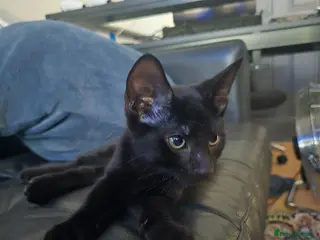 Mixed Breed cats 2 VACCINATIONS,MICROCHIPPED,BOY KITTEN🐾 - Advert 12