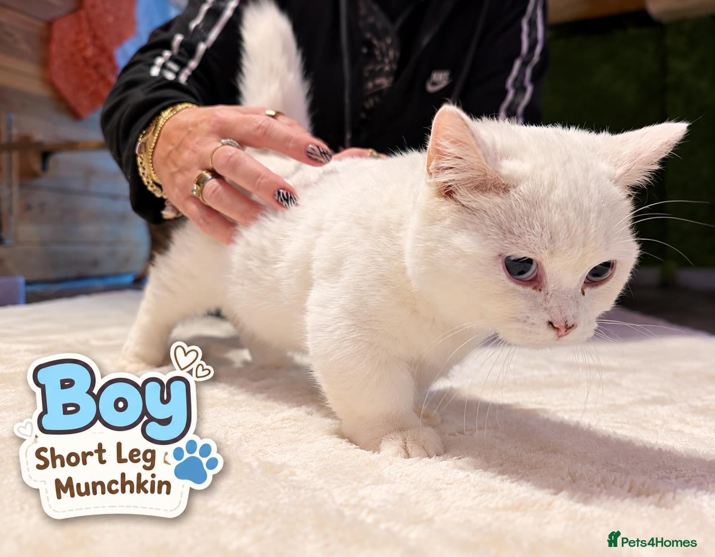 Munchkin cats Munchkin kittens - Advert 20