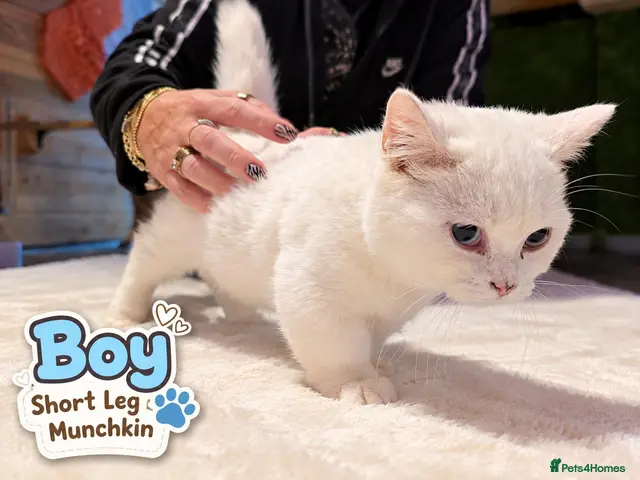 Munchkin cats Munchkin kittens - Advert 8