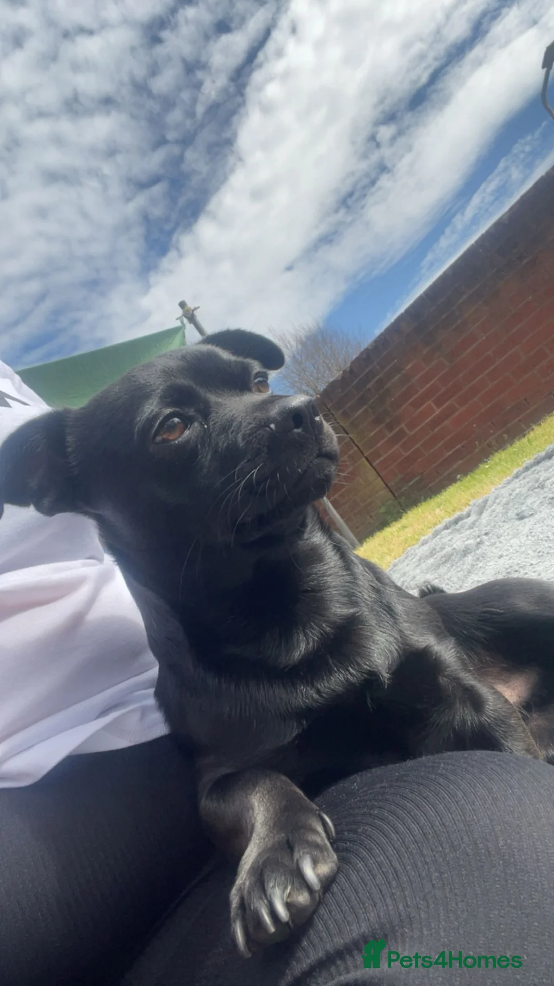 Jug dogs for sale: One year old male  in Mansfield - Advert 11