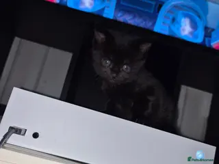 Maine Coon cats Maine Coon Mix Kittens - Advert 10