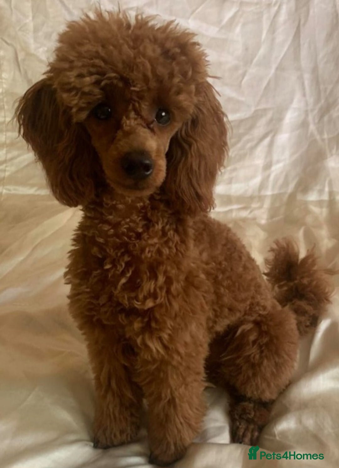 Cavapoo dogs for sale: Cavapoo Toy F1 ❤️ DNA TESTED - Advert 16