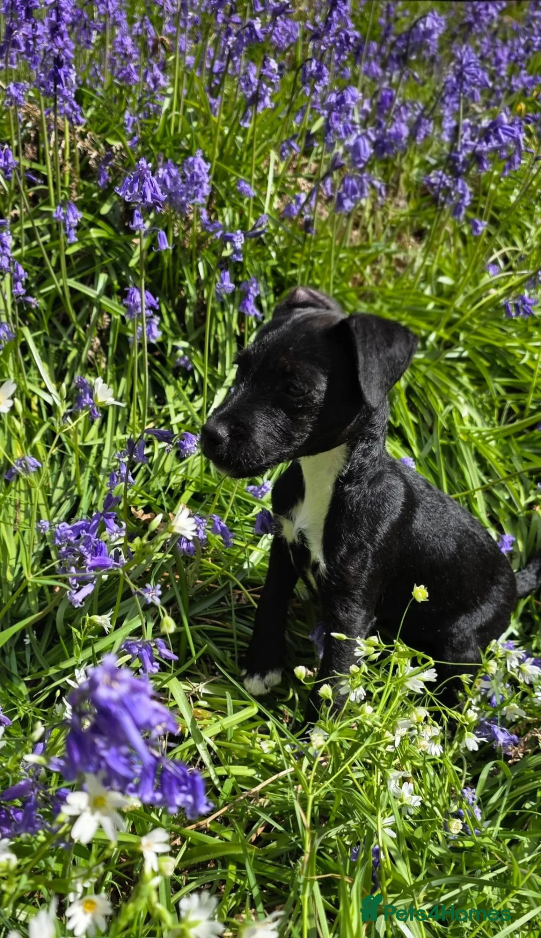 Patterjack dogs for sale: Female patterjack in Sudbury - Advert 4