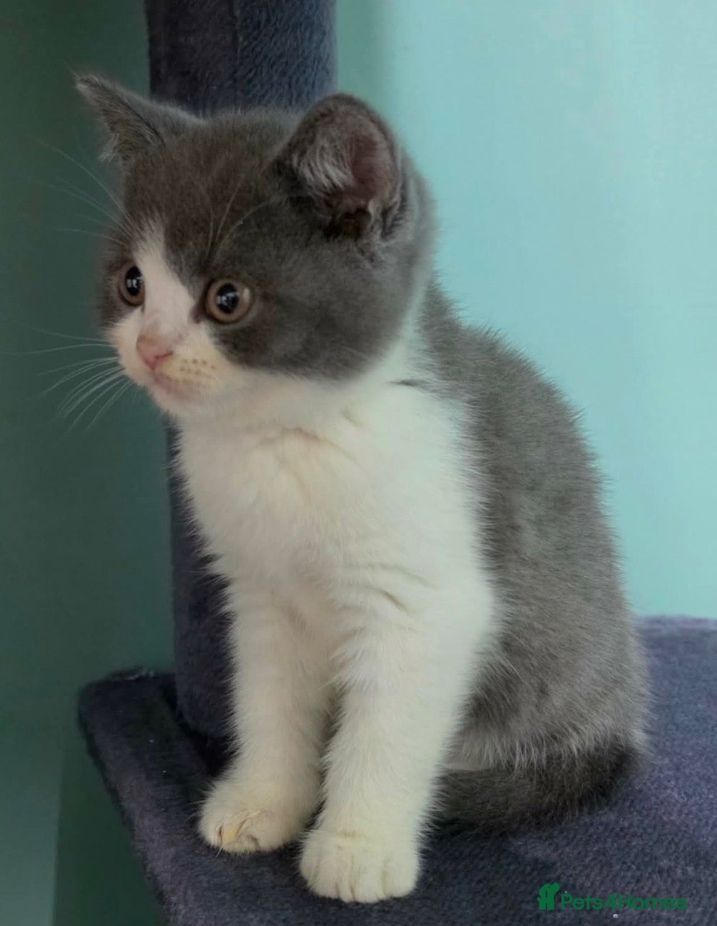 British Shorthair cats British Shorthaired kittens - Advert 1