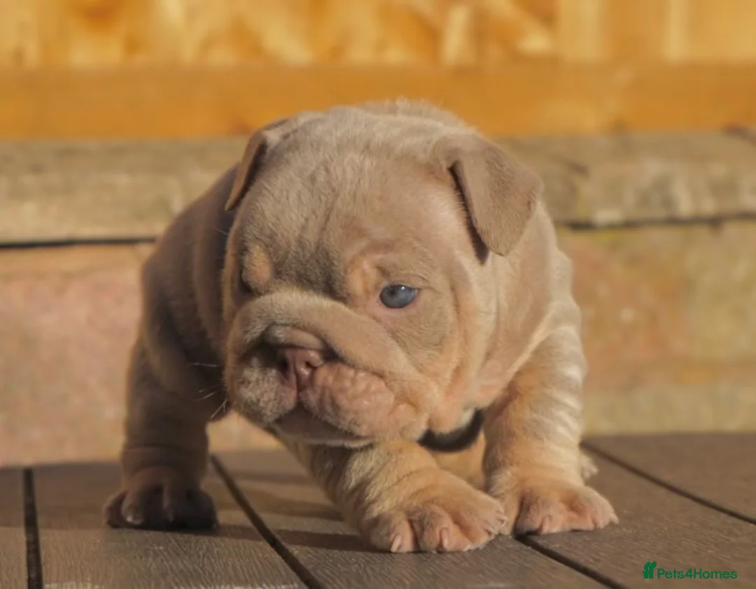 English Bulldog dogs for stud: CREATEABULLZ 🚨LOADED-LUX REDUCED  in Manchester - Advert 20