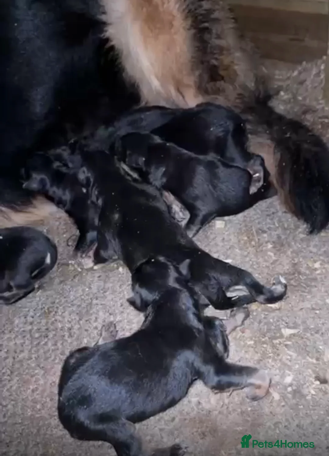 German Shepherd dogs for sale: German Shepard  - Advert 1