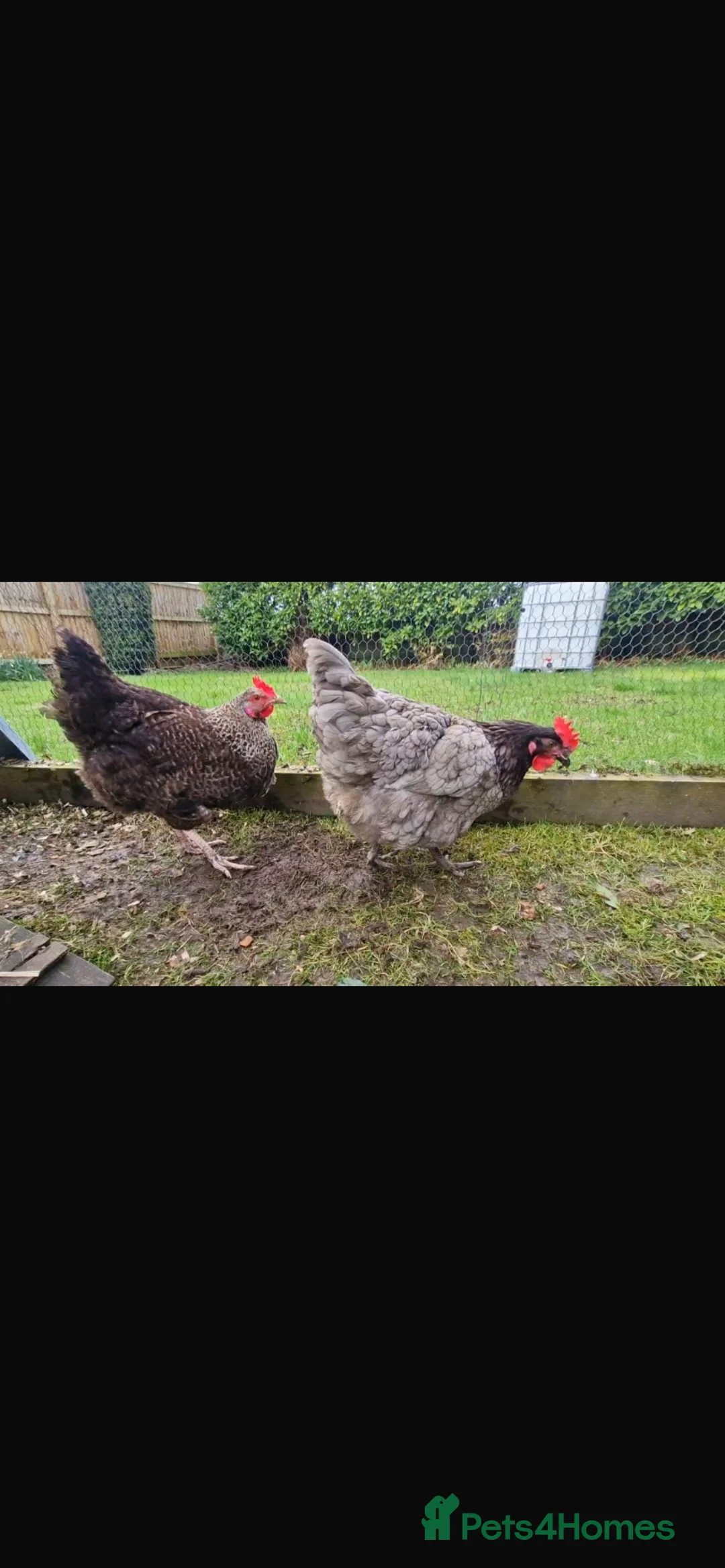 Chickens poultry for sale: Couple of layer hybrids POL - Advert 3
