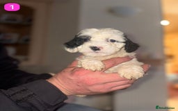 Cockapoo dogs for sale: Stunning F1B Cockapoo Puppies - Advert 8