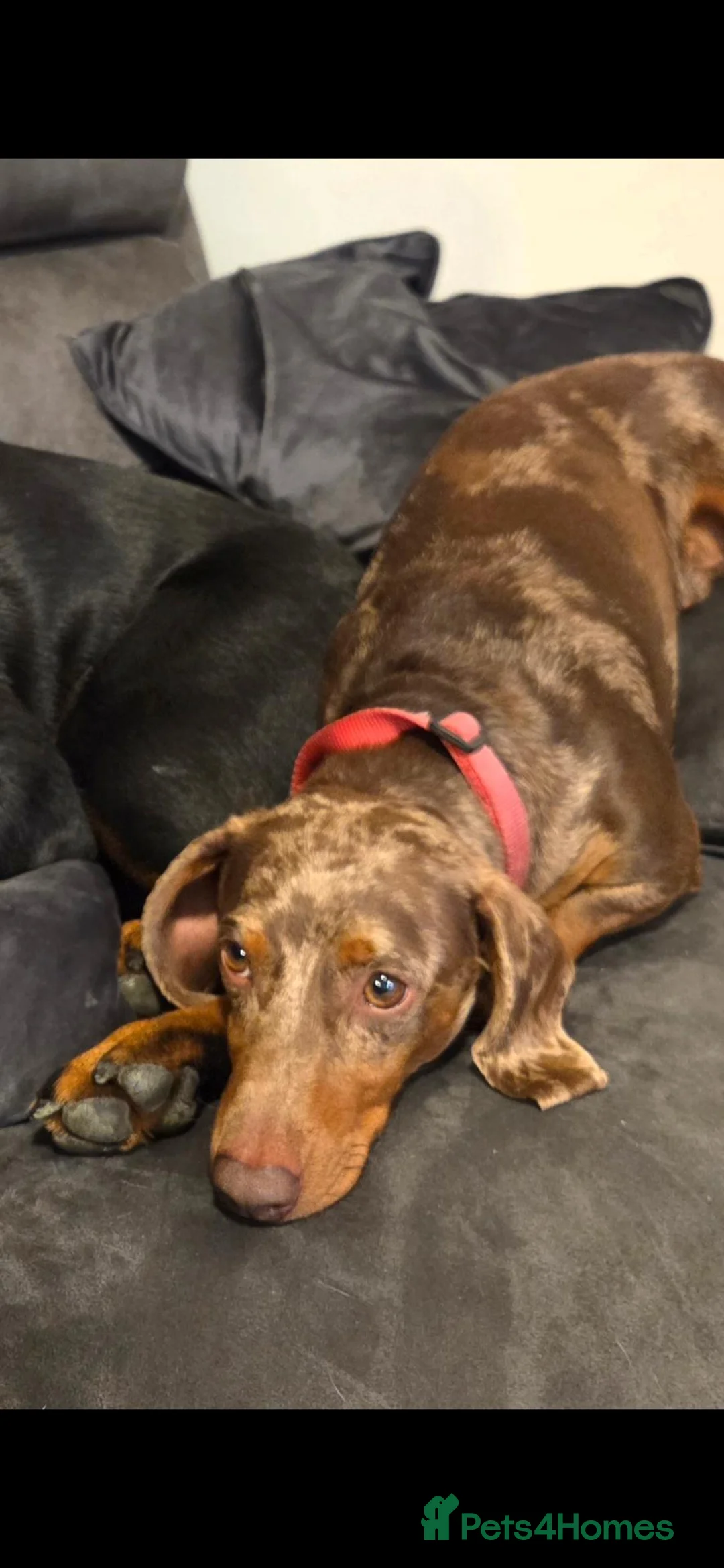 Dachshund dogs for sale: Male dashhound dappled  - Advert 2